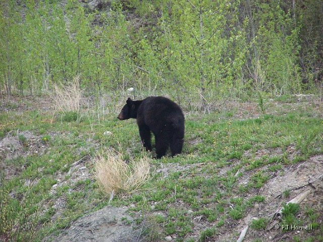 100_1221_BC_AlaskaHwy_BlackBear.jpg - Rounding the corner we saw a black bear on a hill. ~May 20, 2004, Mile Marker 519, Alaska Highway - British Columbia