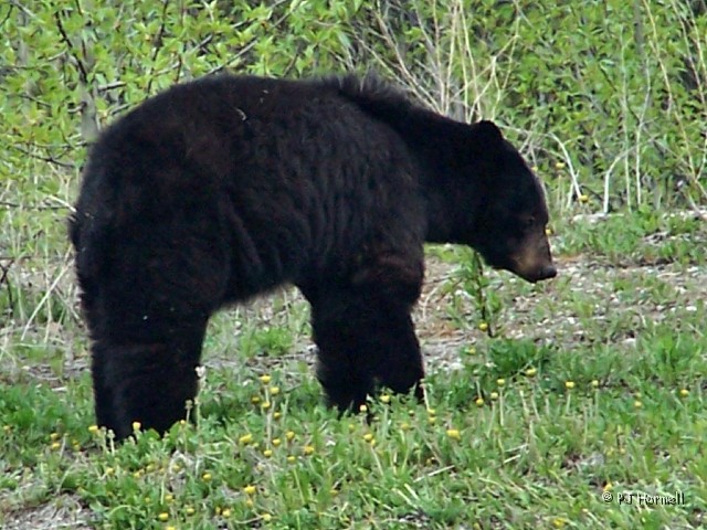 100_1223_BC_AlaskaHwy_BlackBear.jpg - I don't think he/she knew which way to go... first left... then right. ~May 20, 2004, Mile Marker 519, Alaska Highway - British Columbia