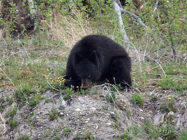 100_1225_BC_AlaskaHwy_BlackBear.jpg - ... And then he/she just decided to take a nap. ~May 20, 2004, Mile Marker 519, Alaska Highway - British Columbia