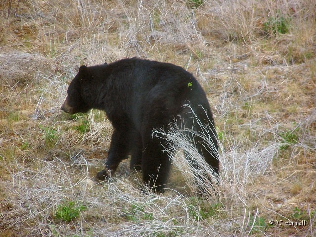 100_1262_YT_AlaskaHwy_BlackBear.jpg - On down the road we saw another black bear. ~May 20, 2004, Mile Marker 574, Alaska Highway - Yukon Territory