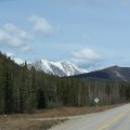 100_1165_BC_AlaskaHwy_Forest