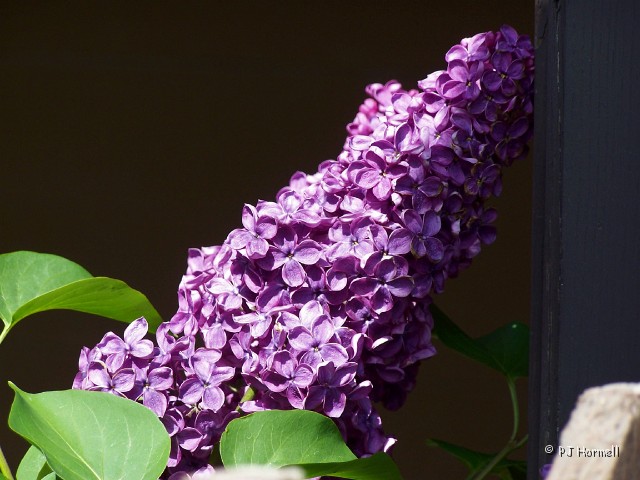 100_1547_AK_Skagway_Lilac.jpg - Scattered around Skagway were many lilacs and they were in full bloom, a pleasant surprise. I like the color of this one. ~May 28, 2004 - Skagway, Alaska