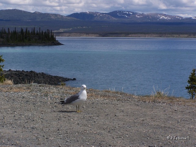 100_1617_YT_AlaskaHwy_SeaGull.jpg - We were surprised to see a seagull (Don't know why we were surprised) and he just kept posing for the camera. ~May 31, 2004, Mile Marker 1024, Alaska Highway - Yukon Territory