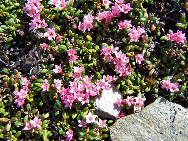 100_1925_AK_USCreekRD_Wildflowers.jpg - Wildflowers in the Tundra - At the summit of  US Creek Road we found tiny little flowers in the tundra. I don't know the name of them. ~June 5, 2004, U.S. Creek Road - Alaska