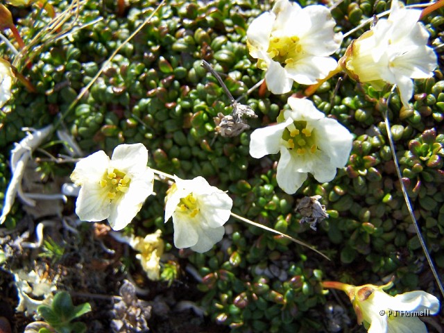 100_1928_AK_USCreekRD_Wildflowers.jpg - White flowers in the tundra, another one that I don't know the name. ~June 5, 2004, U.S. Creek Road - Alaska