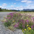 100_1601_YT_AlaskaHwy_Wildflowers