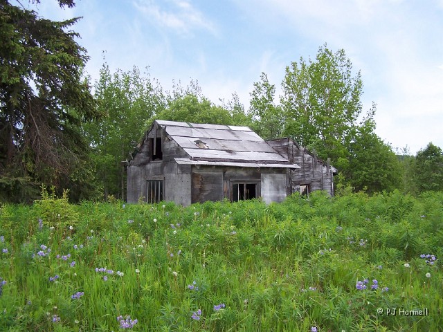 100_2192_AK_KenaiPeninsula_Cabin.jpg - Wildflowers and Old Cabin - Fresh blossoms on the wildflowers surround this old cabin. ~June 16, 2004, Mile Marker 124, Sterling Hwy - Kenai Peninsula, Alaska