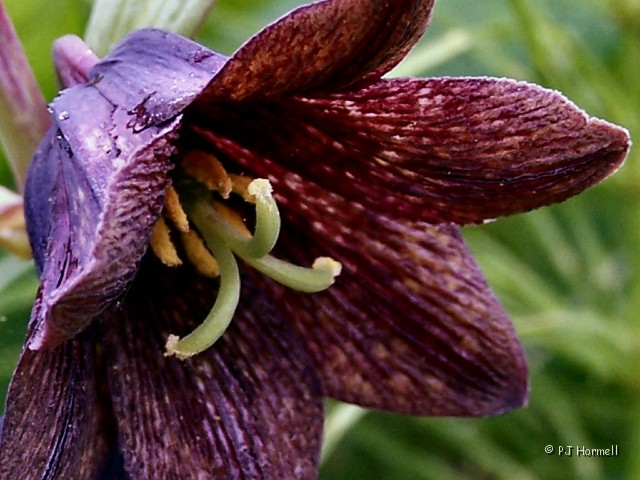 100_2199_AK_KenaiPeninsula_Wildflower.jpg - A close look at the Chocolate Lily. ~June 16, 2004, Sterling Hwy - Mile Marker 135, Sterling Hwy - Kenai Peninsula, Alaska