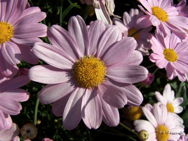 100_2488_AK_Anchorage_Daisy.jpg - Pink Daisies - Flowers at the Anchorage RV Park. All the flowers made the entrance very appealing. ~June 26, 2004 - Anchorage, Alaska