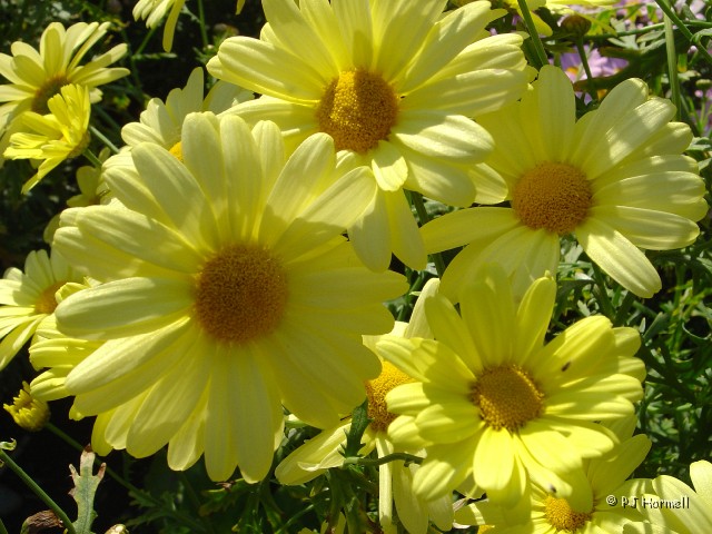 DSC01331B_AK_Anchorage_Daisies.jpg - Yellow Daisies - The Anchorage RV Park had many nice flowers planted around the grounds. It was very colorful. Picture by Kim. ~June 26, 2004 - Anchorage, Alaska