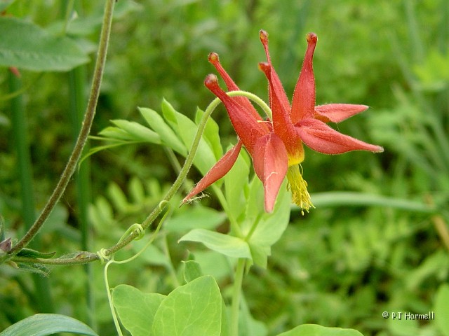 DSC01589_AK_KenaiPeninsula_Columbine.jpg - Western Columbine... smaller than the Colorado Columbine, if it wasn't for the color we would have missed them... Picture by Kim. ~June 29, 2004 - Exit Glacier NP, Alaska