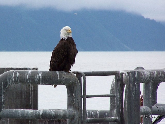 100_2595_AK_KenaiFjords_Eagle.jpg - This eagle posed very nicely for us. ~June 28, 2004, Kenai Fjords National Park Cruise - Seward, Alaska