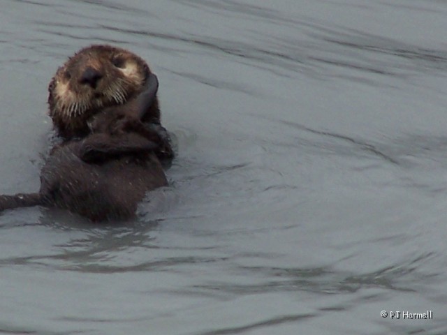 100_2601_AK_KenaiFjords_SeaOtter.jpg - Sea Otter - Looks like he has chubby cheeks. ~June 28, 2004, Kenai Fjords National Park Cruise - Seward, Alaska