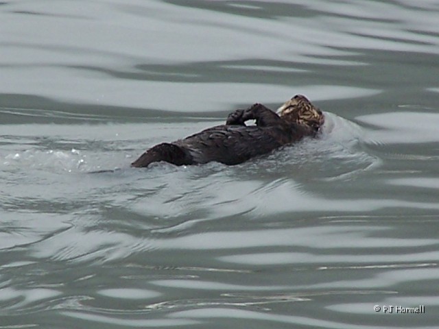 100_2602_AK_KenaiFjords_SeaOtter.jpg - Sea Otter - Just cruising along. ~June 28, 2004, Kenai Fjords National Park Cruise - Seward, Alaska