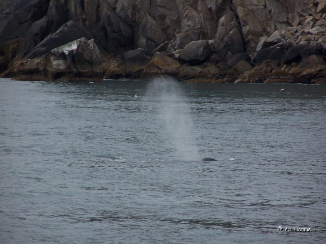 100_2650B_AK_KenaiFjords_Whale.jpg - Humpback Whale. Well... at least you know where he is. ~June 28, 2004, Kenai Fjords National Park Cruise - Seward, Alaska
