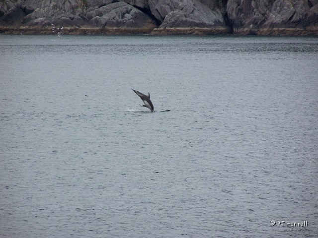 100_2777_AK_KenaiFjords_Dolphin.jpg - White-sided Dolphin - We watched the dolphins play for several minutes before moving on. ~June 28, 2004, Kenai Fjords National Park Cruise - Seward, Alaska