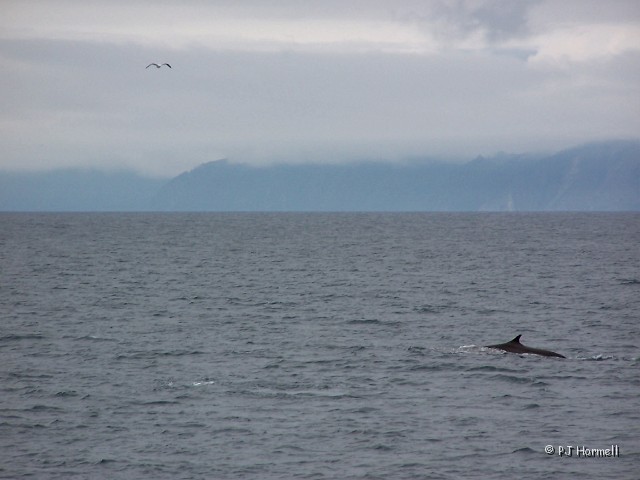 100_2840B_AK_KenaiFjords_Dolphin.jpg - Thin-fin Dolphin - According to the guide this was a rare site to see on a cruise. ~June 28, 2004, Kenai Fjords National Park Cruise - Seward, Alaska