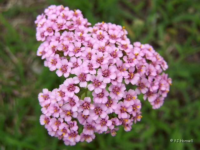 100_2985_AK_Talkeetna_Wildflower.jpg - Yarrow, usually white but sometimes pink. ~July 1, 2004 - Talkeetna, Alaska
