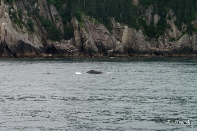 P0002425_AK_KenaiFjords_Whale.jpg - Humpback Whale. ~June 28, 2004, Kenai Fjords National Park Cruise - Seward, Alaska