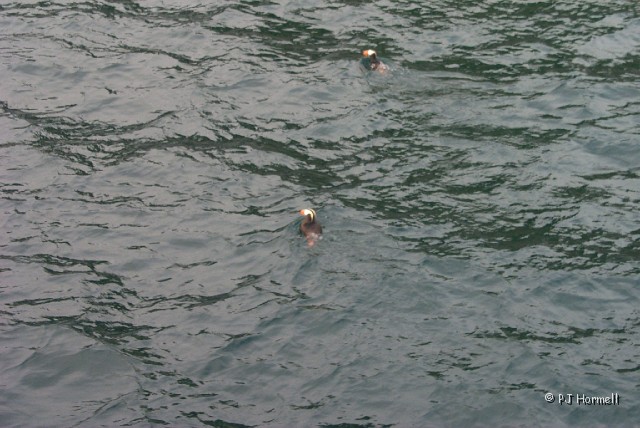 P0002510_AK_KenaiFjords_Puffins.jpg - Puffins in the water. You would not believe how many pictures were taken of water while trying to get a picture of puffins. Everyone on the ship laughed about their 'water pictures'. ~June 28, 2004, Kenai Fjords National Park Cruise - Seward, Alaska