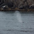 100_2650B_AK_KenaiFjords_Whale