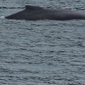 100_2660B_AK_KenaiFjords_Whale
