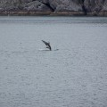 100_2777_AK_KenaiFjords_Dolphin