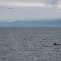 100_2840B_AK_KenaiFjords_Dolphin