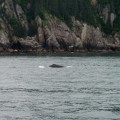 P0002425_AK_KenaiFjords_Whale