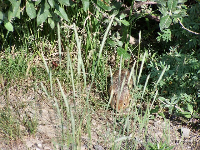 100_3120_AK_DenaliNP_ArticGroundSquirrel.jpg - Artic Ground Squirrel - These little critters scampered around everywhere. ~July 4, 2004, Denali National Park - Alaska