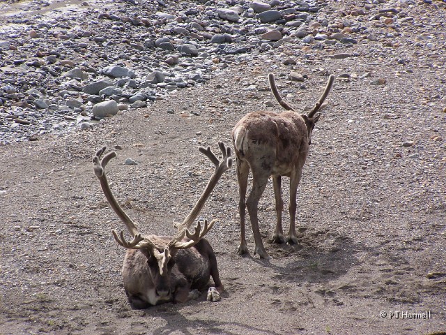 100_3141_AK_DenaliNP_Caribou.jpg - We saw more caribou than any other animal. There was a very large herd at one location. ~July 4, 2004, Denali National Park - Alaska