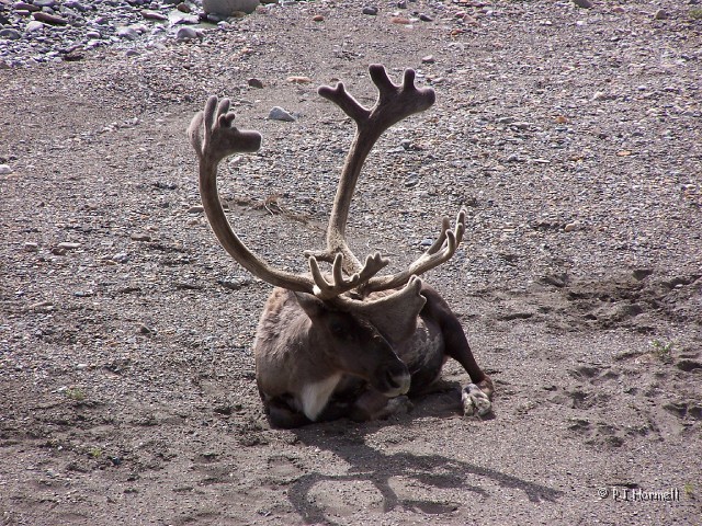 100_3147_AK_DenaliNP_Caribou.jpg - Look at those antlers... how would you like to carry those around all day? ~July 4, 2004, Denali National Park - Alaska