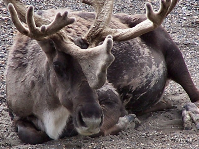 100_3148_AK_DenaliNP_Caribou.jpg - Caribou - How about a close look... with the zoom lens, of course! ~July 4, 2004, Denali National Park - Alaska