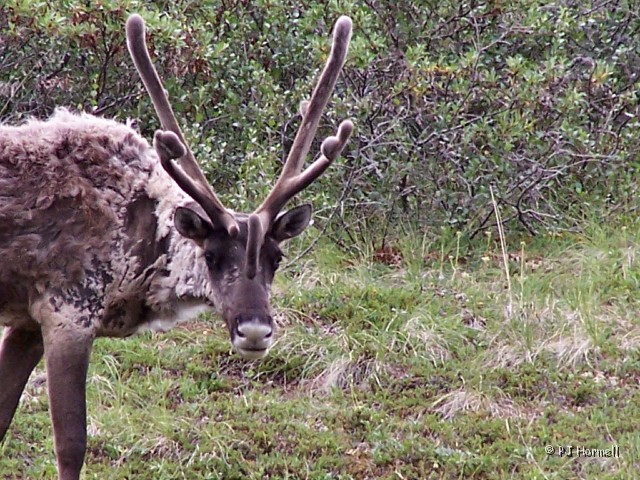 100_3155_AK_DenaliNP_Caribou.jpg - Caribou - So shaggy looking... he really needs grooming. ~July 4, 2004, Denali National Park - Alaska