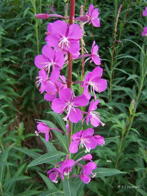 100_3189_AK_Cantwell_Fireweed.jpg - Fireweed grows everywhere and is one of the first plants to emerge after a fire. ~July 7, 2004 - Cantwell,  Alaska