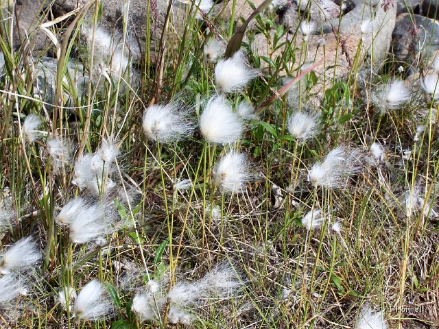 100_3277_AK_DenaliHwy_ArticCotton.jpg - Artic Cotton, Alaska Cotton or Cotton Grass - blowing in the wind. ~July 9, 2004, Denali Highway - Alaska