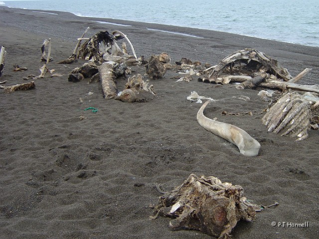 DSC01863_AK_Barrow_Bones.jpg - Brian took several pictures of piles of bones left along the Artic Ocean. ~July 7, 2004 - Barrow,  Alaska