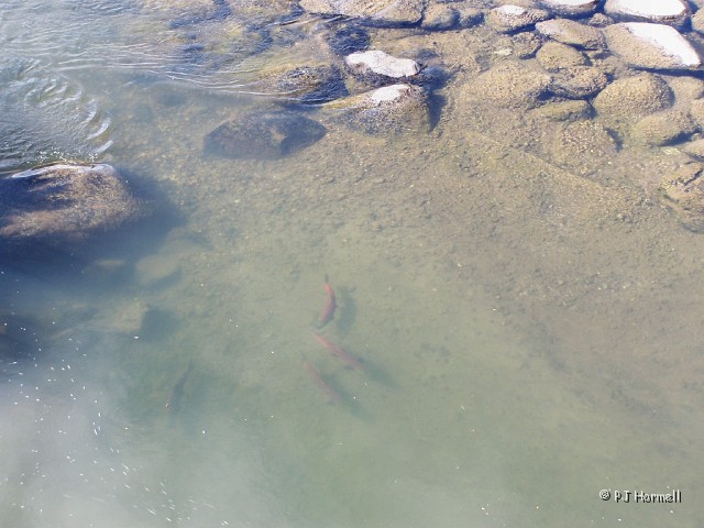 100_3441_AK_RichardsonHwy_SpawningSalmon.jpg - Spawning salmon in the Gulkana River. ~July 17, 2004, Mile Marker 190, Richardson Highway - Alaska