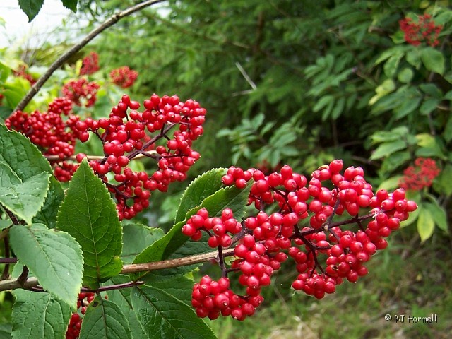 100_3586_AK_HainesHwy_Berries.jpg - Red Elder or False Elderberries... the berries were very bright and everywhere. ~July 23, 2004 - Haines, Alaska Red Elder or False Elderberries