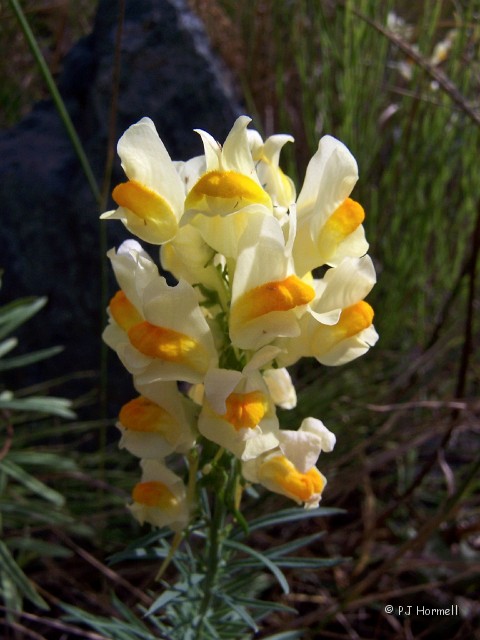 100_3603_AK_HainesHwy_Toadflax.jpg - Butter and Eggs - Toadflax, just one of the wildflowers we saw. ~July 24, 2004 - Haines, Alaska