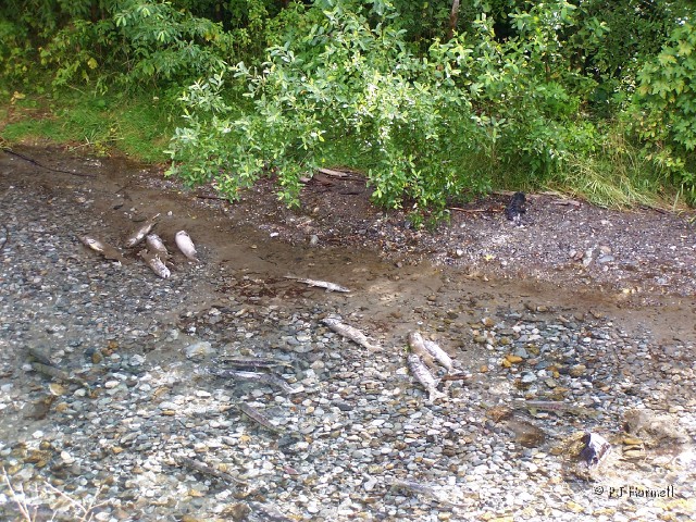 100_3697_AK_Hyder_FishCreekSalmon.jpg - Fish Creek and spawning Salmon. There were no bears around today but the creek was full of spawning salmon. Many were already dead and the smell was pretty stong. ~July 31, 2004 - Hyder, Alaska