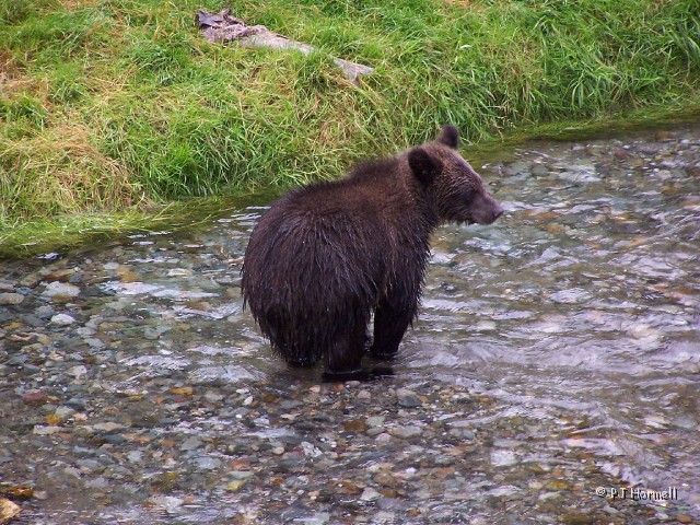 100_3791_AK_Hyder_Bears.jpg - Grizzly - 6-months old. Isn't he cute... from a distance? ~August 1, 2004, Fish Creek - Hyder, Alaska