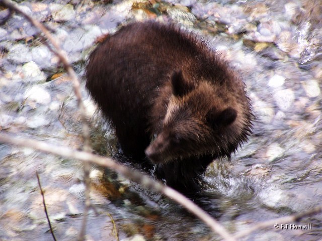 100_3798_AK_Hyder_Bears.jpg - Grizzly - A little blurry, but after all he was on the move and shaking. ~August 1, 2004, Fish Creek - Hyder, Alaska