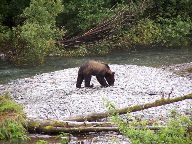 100_3801_AK_Hyder_Bears.jpg - Company at the other end of the creek. Momma kept looking down this way. The ranger said this one was 18-months old. ~August 1, 2004, Fish Creek - Hyder, Alaska