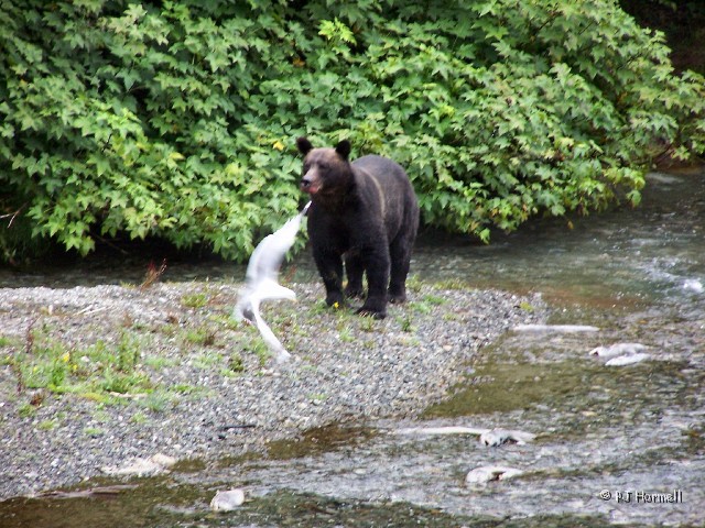 100_3804_AK_Hyder_Bears.jpg - The seagulls just seem to pop into my pictures. ~August 1, 2004, Fish Creek - Hyder, Alaska