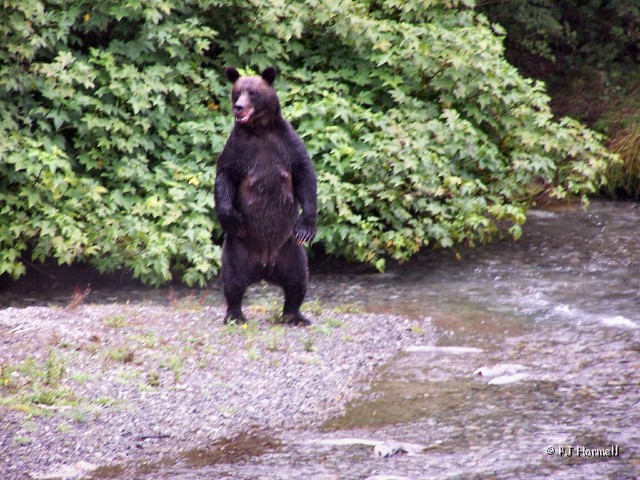 100_3805_AK_Hyder_Bears.jpg - Standing Tall - Just when I snapped the picture she stood up. ~August 1, 2004, Fish Creek - Hyder, Alaska