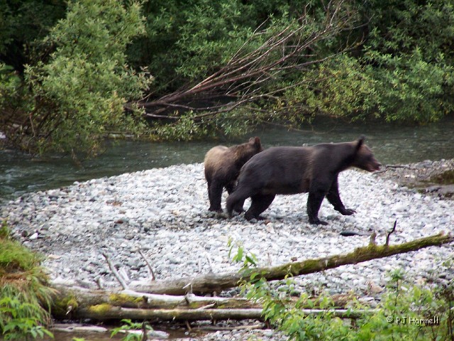 100_3807_AK_Hyder_Bears.jpg - The smaller bear is the 18-month old. They left the area after I took this picture. ~August 1, 2004, Fish Creek - Hyder, Alaska