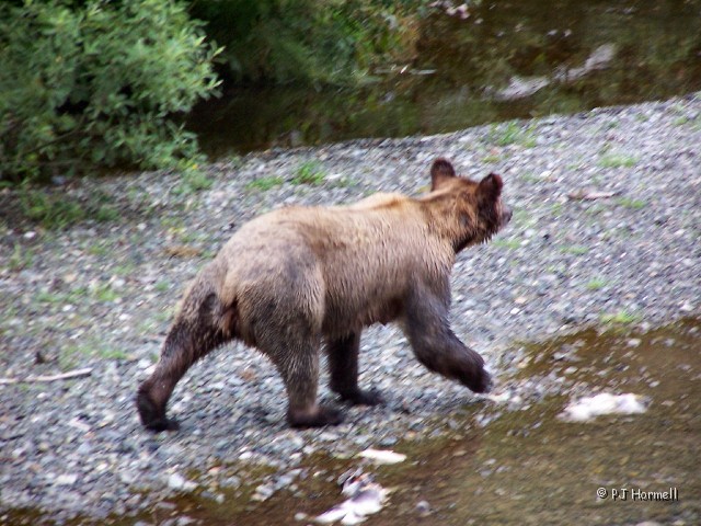 100_3810B_AK_Hyder_Bears.jpg - Momma Grizzly checked the area where the other bears were and decided to move on down that way. ~August 1, 2004, Fish Creek - Hyder, Alaska