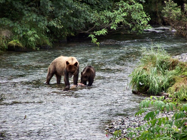 100_3852_AK_Hyder_Bears.jpg - The other bears had already moved on and left momma with her cub. ~August 1, 2004, Fish Creek - Hyder, Alaska