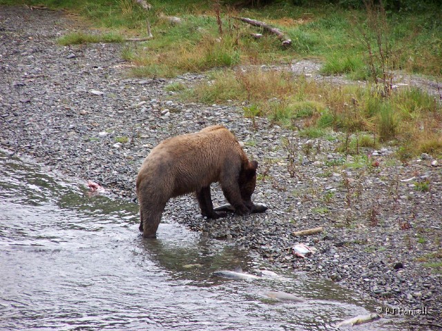 100_3861_AK_Hyder_Bears.jpg - A good catch. ~August 1, 2004, Fish Creek - Hyder, Alaska